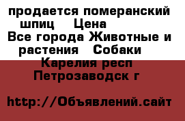 продается померанский шпиц  › Цена ­ 35 000 - Все города Животные и растения » Собаки   . Карелия респ.,Петрозаводск г.